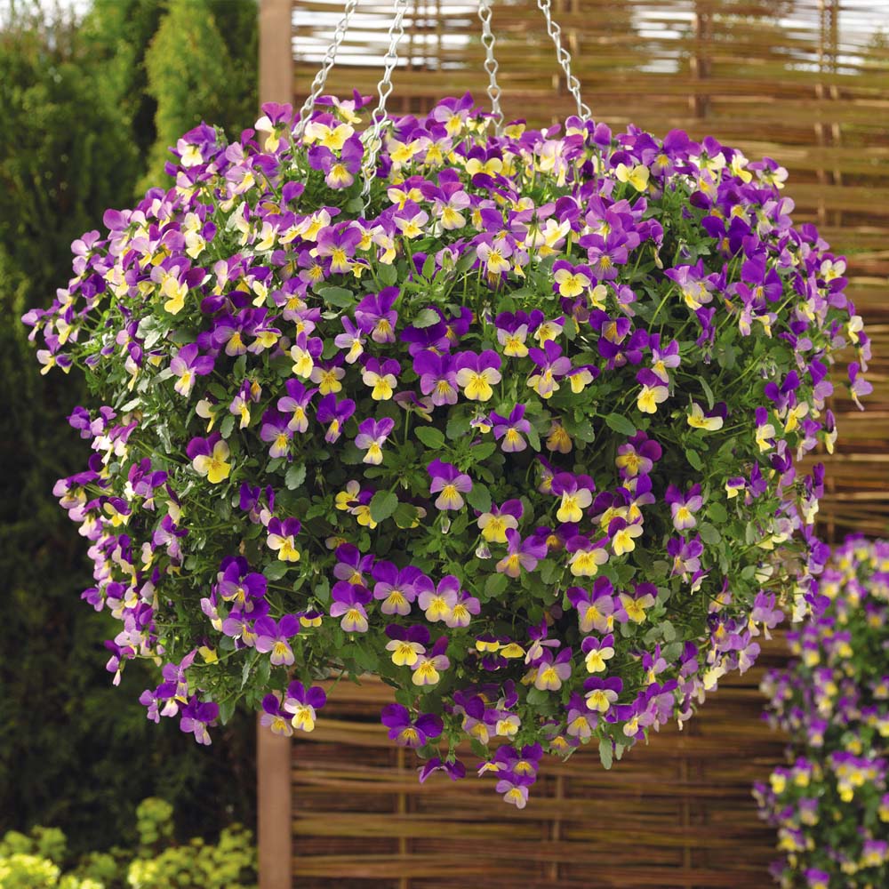 Viola,Baby faces,Horned violet,Tufted pansy,bedding pansy,pyrenean violet